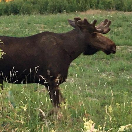 Stuga Ros Naturcamping Lagom Grasmark Экстерьер фото