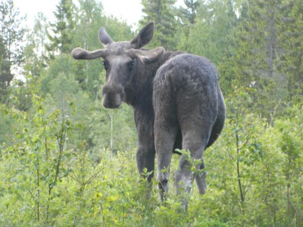 Stuga Ros Naturcamping Lagom Grasmark Экстерьер фото